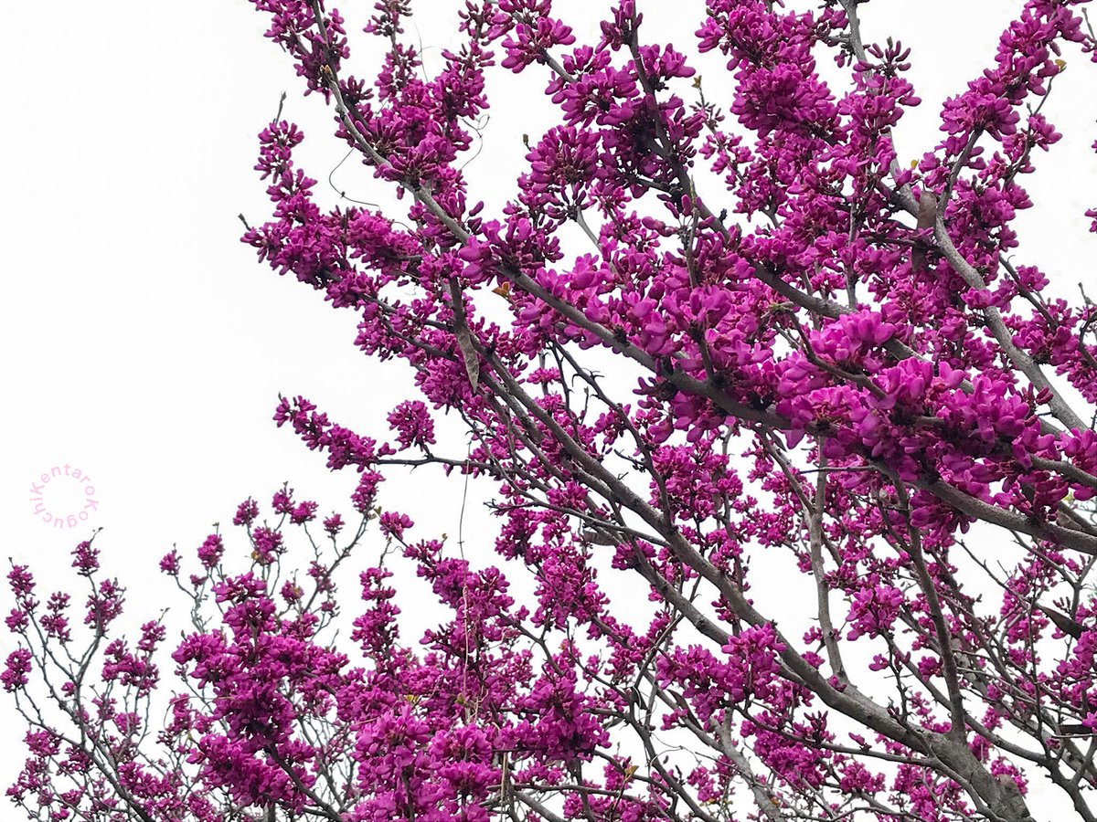 Chineseredbud Chineseredbud