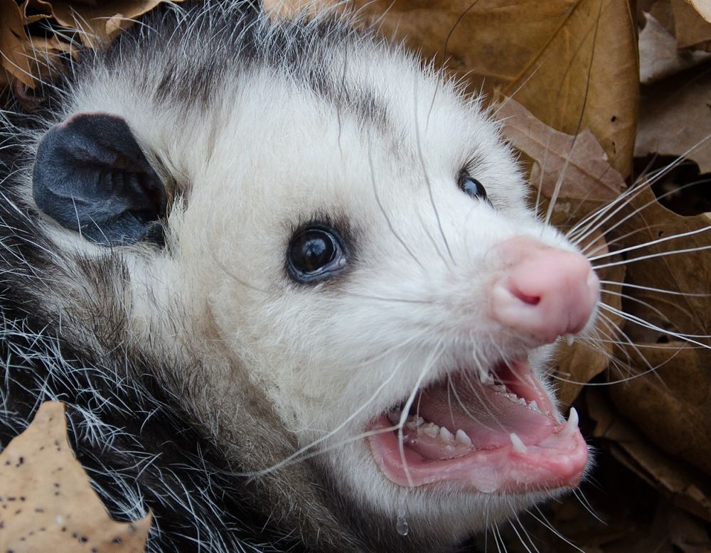 Possum Every Hour (Please See Pinned Tweet) on Twitter:  