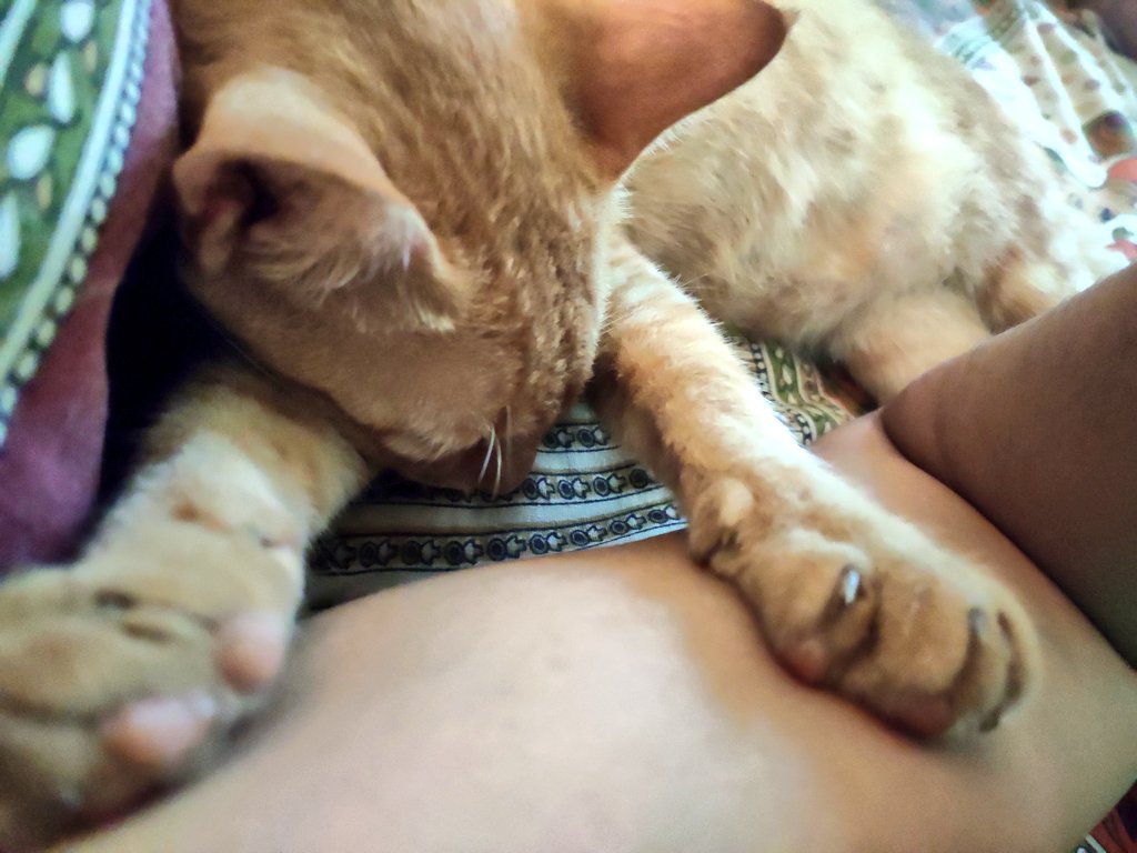Whenever Floofy comes to sleep next to me (which is like 90% time!) He has to touch me in some way... Mostly he'll put his paws on my arm like this.Find this amusing coz I've always heard cats aren't very affectionate,it's only dogs who're touchy feely. Floofy is a dog cat then?