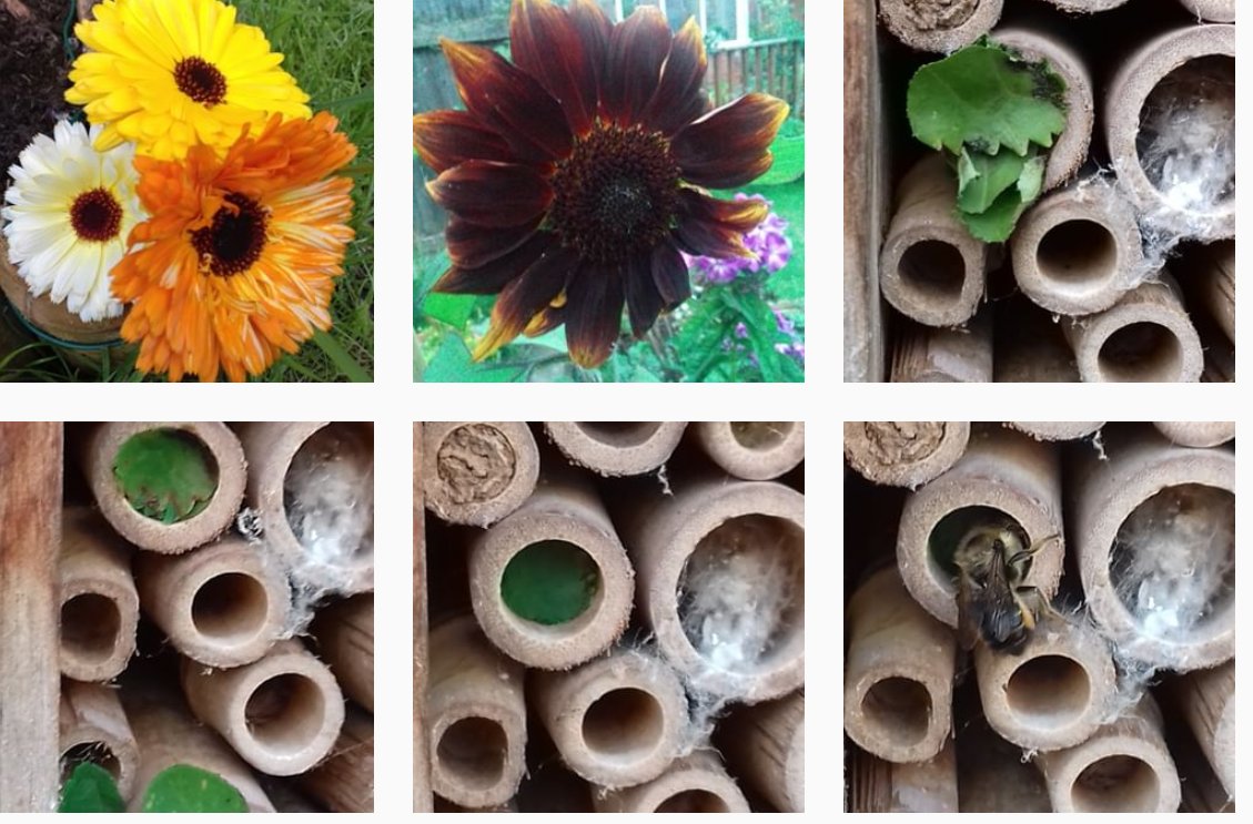 janodo36's tweet photo. Just decided to post a little bit of hope today! ๐๐๐
Bees in my bee hotel from last summer. Quietly waiting to emerge and become this summer's bee babies! ๐
#savethebees https://t.co/P6lK9sgfVk