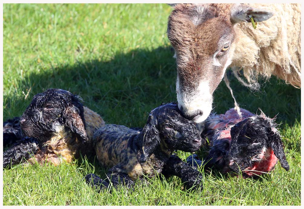 OUT AND ABOUT; A #ewe licks her newly #born #triplet #spring #lambs on a #farm near Pettigo, Co.Donegal. #sheep #SpringTime #bluefacedleicester.