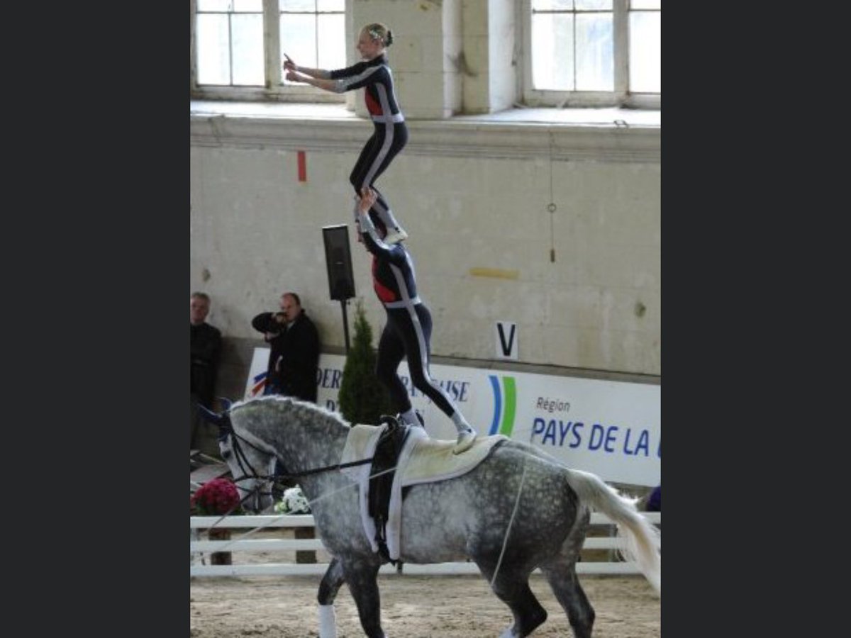 New horse profile on our fb page &amp; website. First horse is Bart 💖🐴