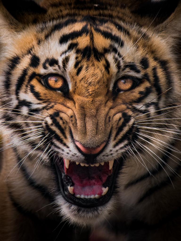 A daring tiger cub from Grasslands of Corbett Tiger Reserve.
#corbett #corbetttigerreserve #jimcorbett #corbettnationalpark #tigersofindia #tigersofcorbett