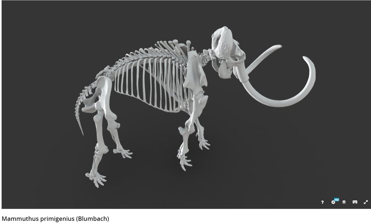 マツリ T Co Rhtsvv5rjq スミソニアン博物館のオープンアクセスで収蔵物の3dが見れると聞いたので マンモス見てる゚ 3 マンモス360度回転して見れる マツリ T Co Rhtsvv5rjq スミソニアン博物館のオープンアクセスで収蔵物の3dが見れると聞いたので マンモス見てる゚ 3 マンモス360度回転して見れる