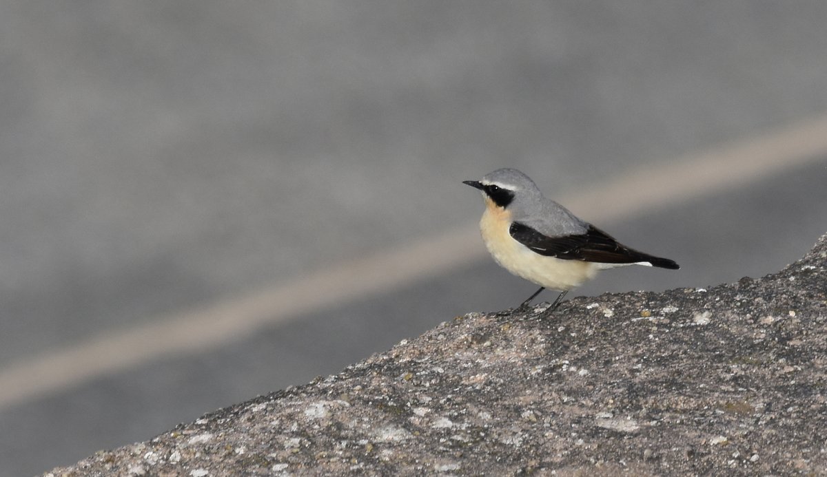 DaveyManMcG's tweet image. Looking for migrants while waiting for the Lockdown lalows.blogspot.com/2020/03/waitin… #WildBlogs #Blackpool #NorthernGreenhouse #FyldeFuture