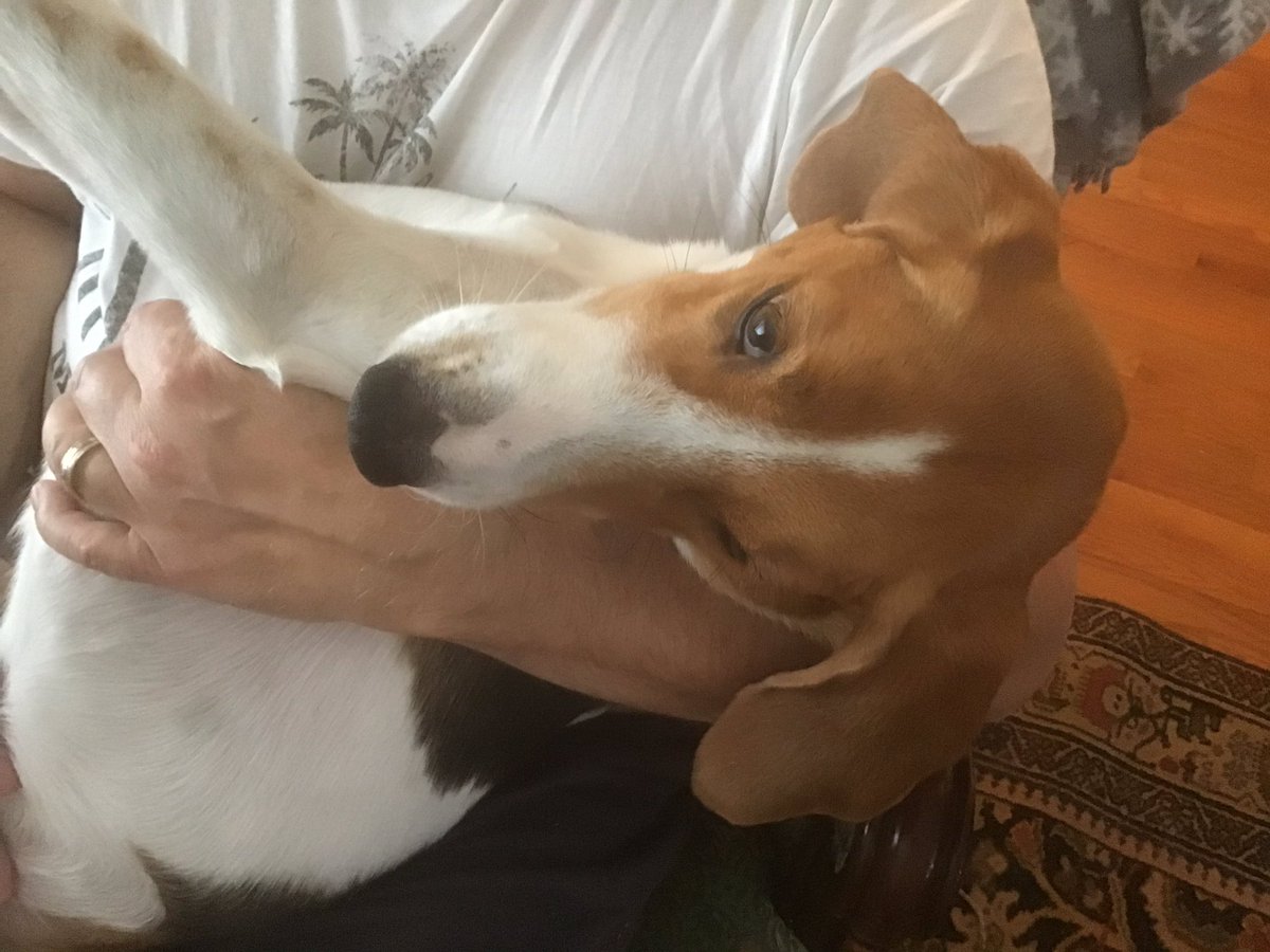 basenji floppy ears