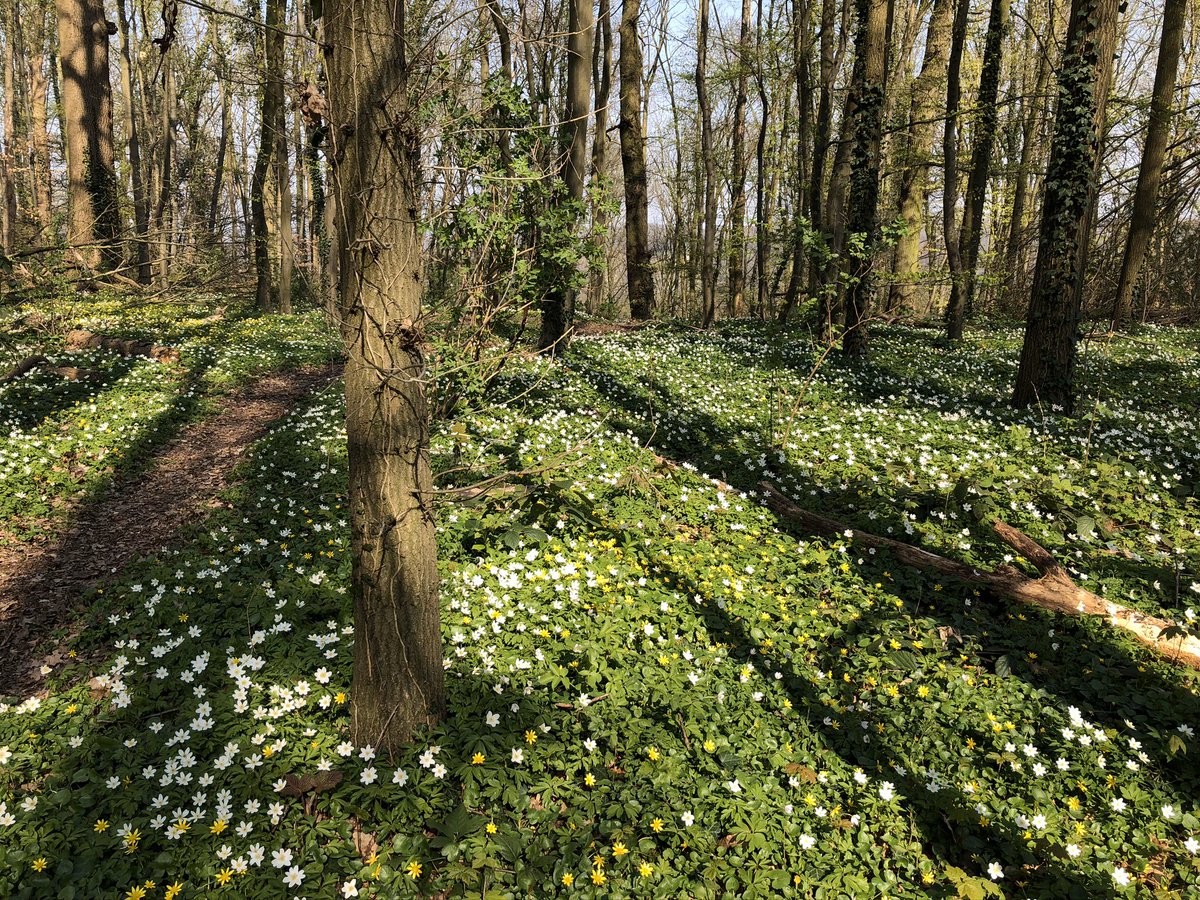 COostwegel's tweet photo. #Stilte in het Cannerbos op de #Cannerberg @Rest_Neercanne
Bloeiende #maagdenpalm, #speenkruid en #bosanemoon #hellingbos #Maastricht @Limb_Landschap https://t.co/PHusgElgB1