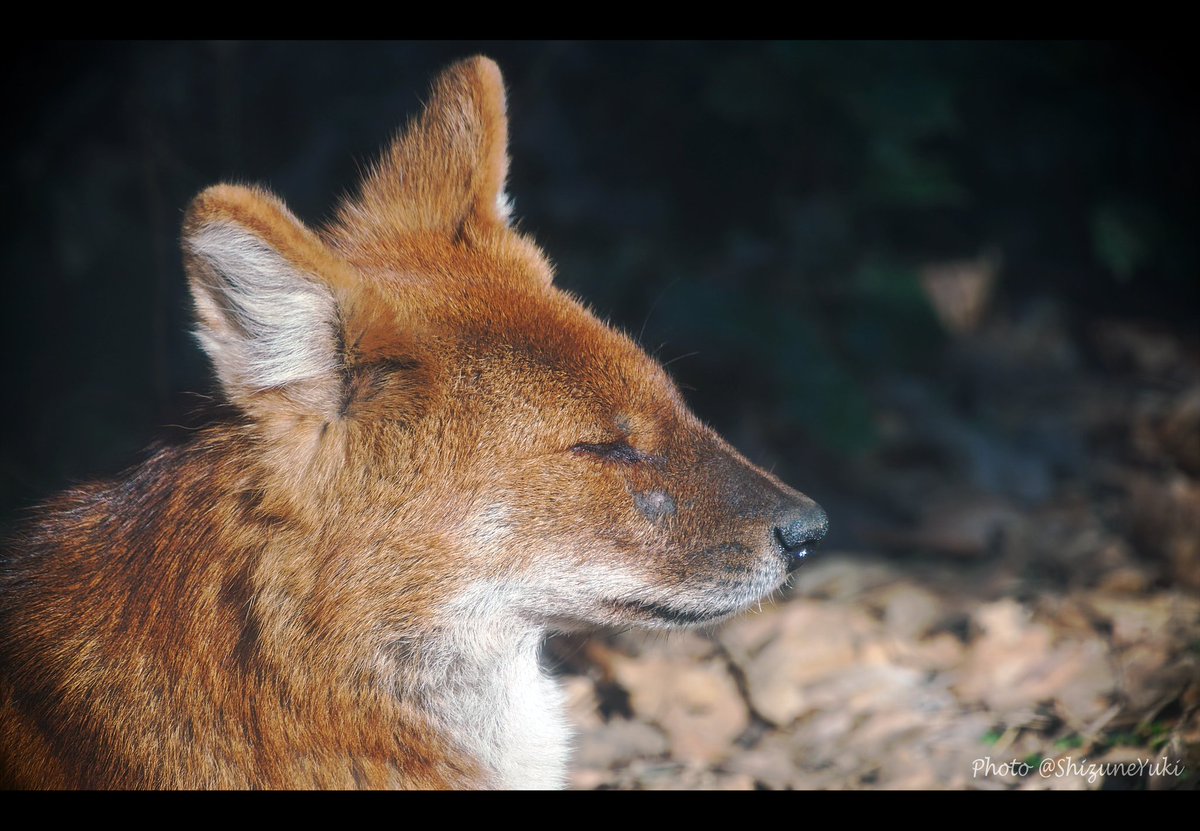 しずねゆき ツイッターで楽しむ動物展覧会 キツネじゃないよ ドールだよ イヌ科ドール属 ドール Dhole ズーラシア はしばらく休園