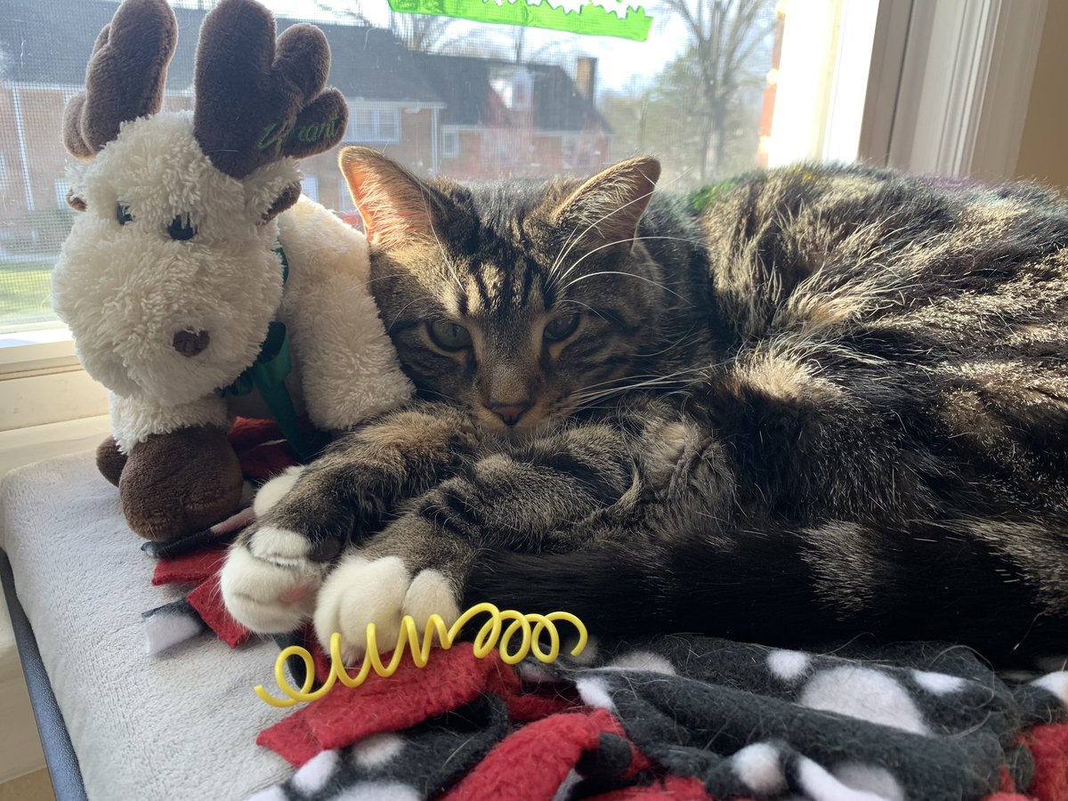 Itsdecabecca's tweet photo. @AmyFreeze7 Mister Chao (chow) with his moose and favorite toy❤️ https://t.co/KkHvLvL1wd
