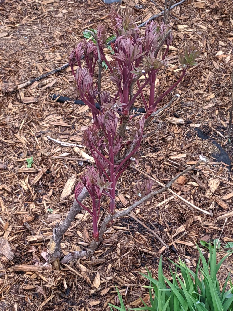 Camdenchildrensgarden On Twitter A Brave Peony Just Starting To