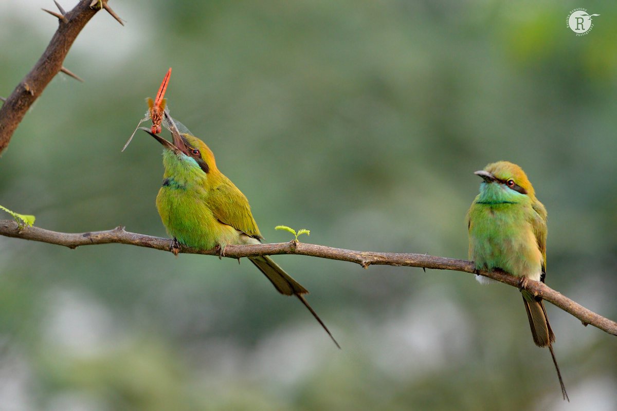 RathikaRamasamy's tweet image. Green bee eater 
#TogetherAtHome, #VibeTogether 
#stayathome #besafe
#home #corona
#quarantine
#covid_19 
#socialdistance