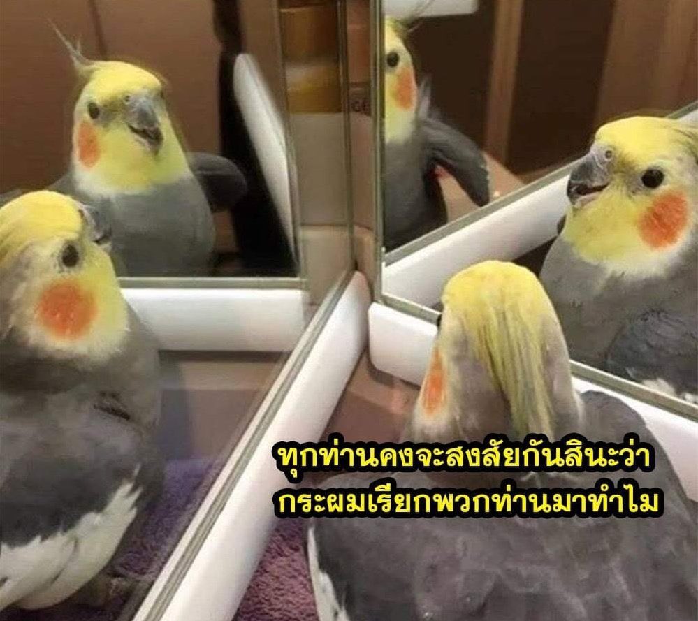 seeme55555's tweet photo. จริงๆกูก็เพื่อนเยอะนะ https://t.co/60g3S3KvKM