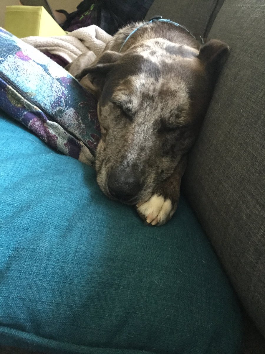 Guarding the house is such hard work.