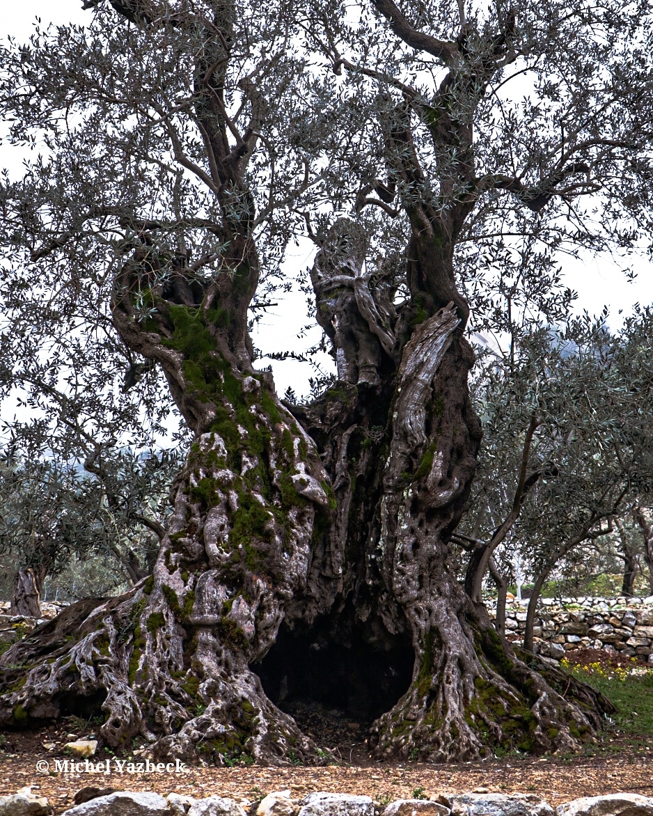 Remember your roots
Stand tall and proud
4000 years old and still.
#ancient #ancienttrees #olive #olivetree #nature #naturephotography #roots #longlife #beauty #beautynature #oldandrare #livelife #bechaale #Batroun #lebanon🇱🇧