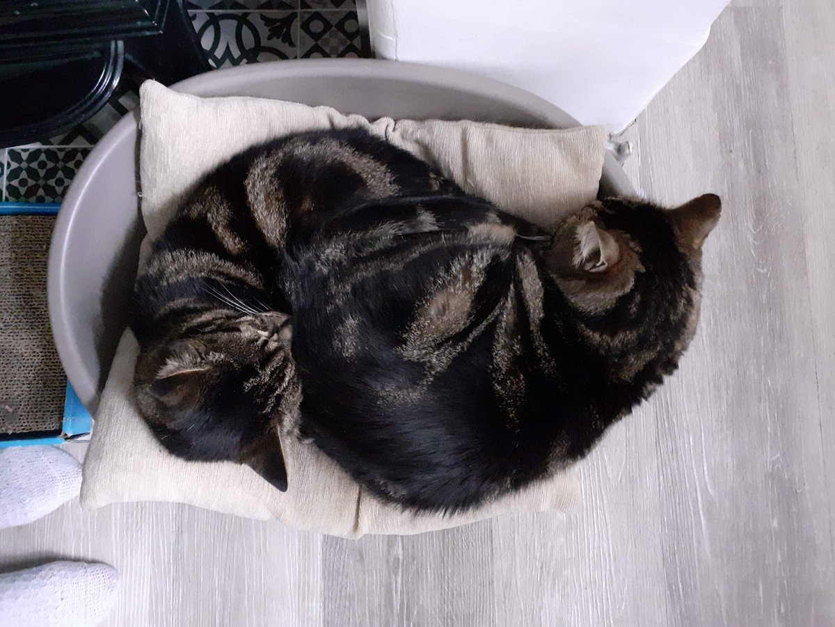 IanBrownTV's tweet photo. They seem OK. 

#caturday #spoiled #officecats #restingeasy #moresleep https://t.co/oKk81ArUDp