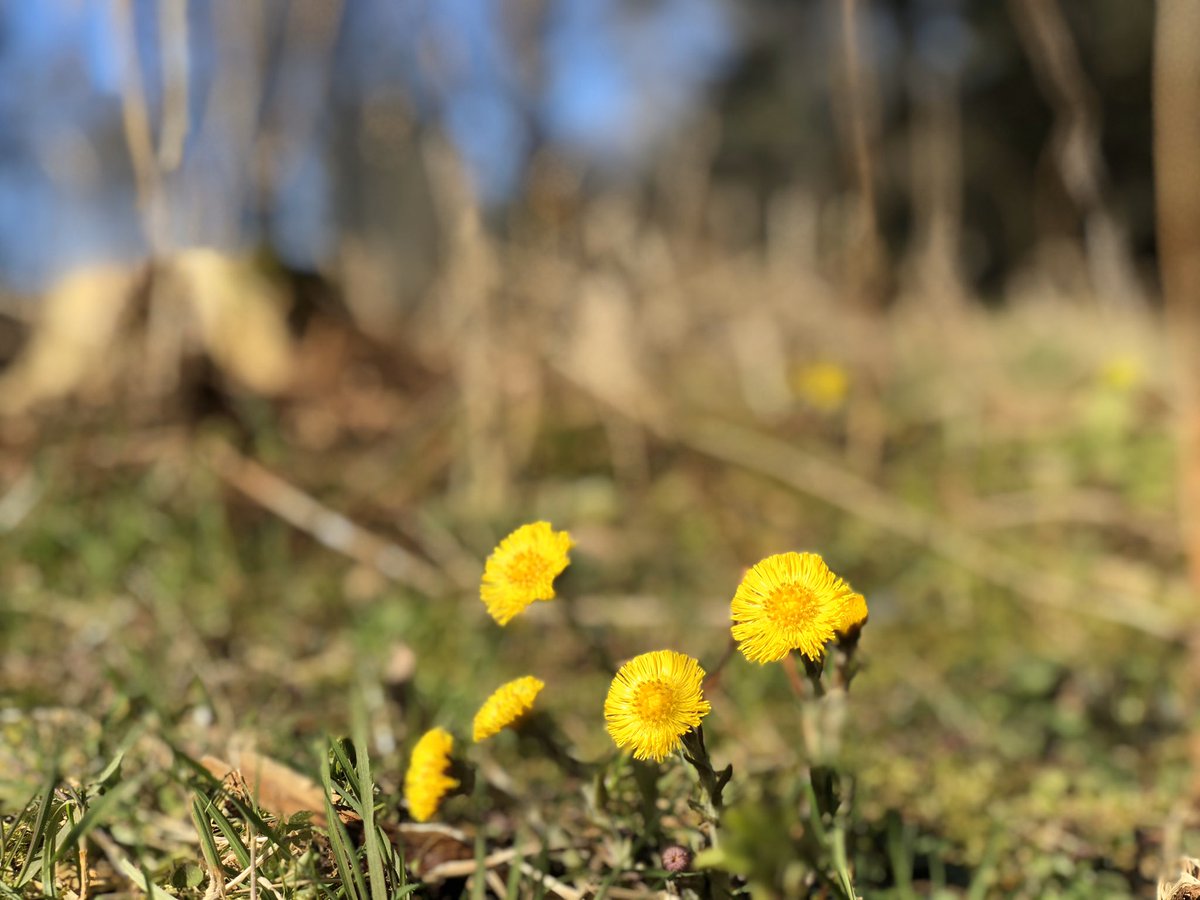 amclind's tweet image. Everywhere I look, there are signs of smiles and sunshine ☀️ 😊 #springisonitsway #coronaoptimism #morningwalk