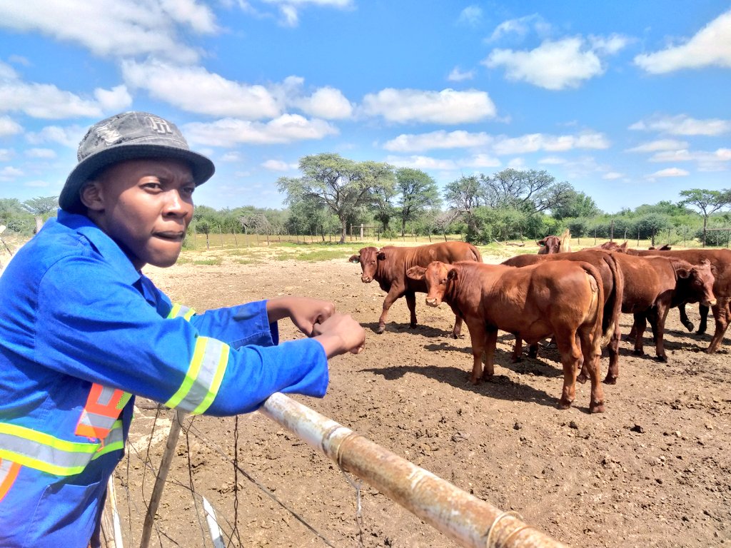 May this lockdown in the future be a reference for career guidance. It's clear now which sectors are of out most importance.

Making farming fashionable-
#YoungFarmers #KagisanoMolopo #youthinagriculture #farmingwithpassion #StayAtHomeSa #CoronaUpdate #FoodSecurity #agriculture