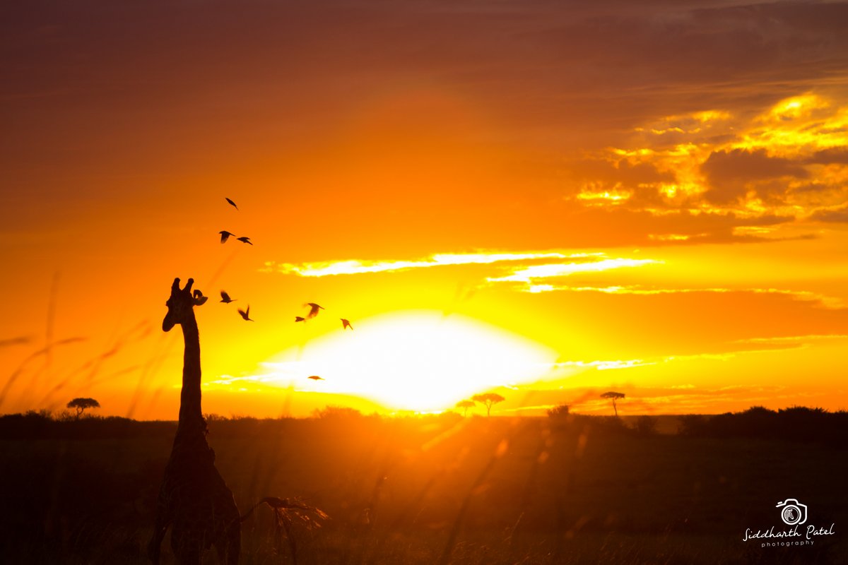 wildlifedirect's tweet photo. This week's #WildlifeWarriors Nature's Treasures Photo Competition theme is "Beauty of Biodiversity".

Capture nature’s treasures near you, send up to 3 photos to info@wildlifedirect.org by tomorrow midnight &amp; stand a chance to win a cash prize.

Photo entry by @SiddharthP1. https://t.co/MI6fiEHqjW