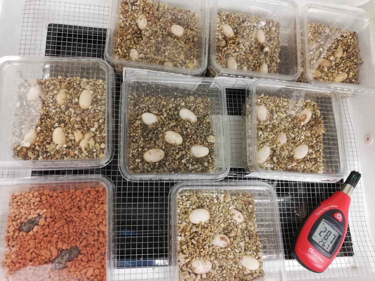 TerraristikL's tweet photo. 🥚 🦎Nach einem hervorragenden Winterschlaf kommt die Brutzeit, die wiederum hervorragend ist. 😊
#eggs #reptiles #inkubation #Reptilienzucht #Zofingen #lorica #Terraristik https://t.co/fGcqgdXTdo