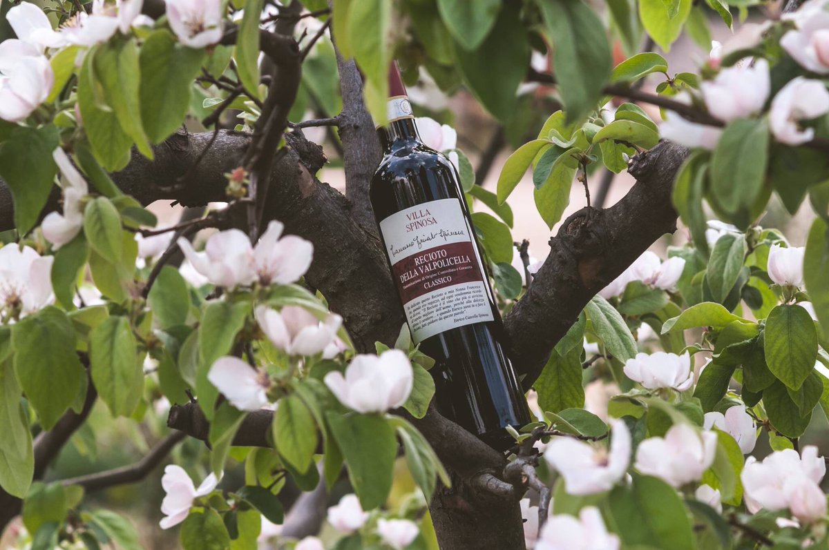 "Francesca Finato Spinosa, Recioto della Valpolicella Classico DOCG 2013,vino che ha il pregio di associare alla dolcezza il carattere: un virtuoso binomio che mia Nonna, cui questo Recioto è dedicato,sosteneva dovessero possedere anche gli uomini". 
 #ShareTheVine #VillaSpinosa