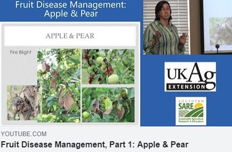 KYPlantDisease's tweet photo. Get a jump start on preparing for this year's home garden with our video which focuses on disease management of apple and pear.
#plantdisease #UKag #plantpathologyextension #KYextension #growingapples
https://t.co/vsCkSaSdYD https://t.co/HfKLqNAZdB