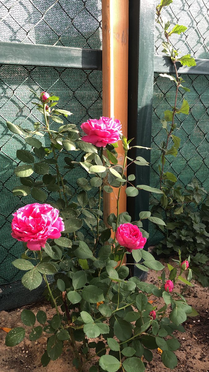 ١- طريقة اهتمامي بالجوري؛ 
حبيت احطها في العام الكل يستفيد الجوري واي شجره تشتريها انت دافع فلوس وحر...