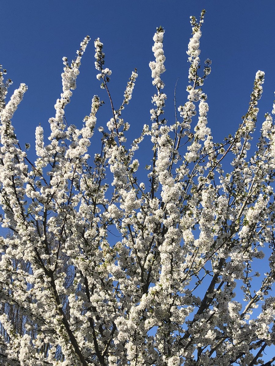 anaverdunlondon's tweet photo. Tree of life. A lovely morning walk to enjoy the last day of sun for a little while. ✨💚 https://t.co/K7t5eCFToX