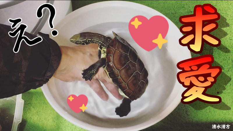 週間 清水 亀の求愛 発情期の行動 是非 ご覧ください T Co X2b9u0vikj クサガメ 亀 Turtle 週間 清水 亀の求愛 発情期の行動 是非 ご覧ください T Co X2b9u0vikj クサガメ 亀 Turtle