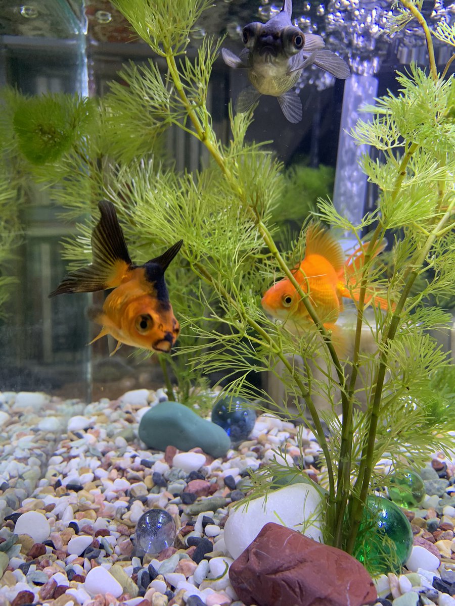 めっとこ 株式会社清州 公式 Iphoneの金魚さんの写真見ているけど金魚さんをカシャッ するの難しいなぁとつくづく この4枚はちなみに今年の一月末に始めてきためっとこの最初の金魚さん まだ来たての頃の4枚 琉金さんで名前は晴風だよ O めっとこ 株式会社清州 公式 Iphoneの金魚さんの写真見ているけど金魚さんをカシャッ するの難しいなぁとつくづく この4枚はちなみに今年の一月末に始めてきためっとこの最初の金魚さん まだ来たての頃の4枚 琉金さんで名前は晴風だよ O