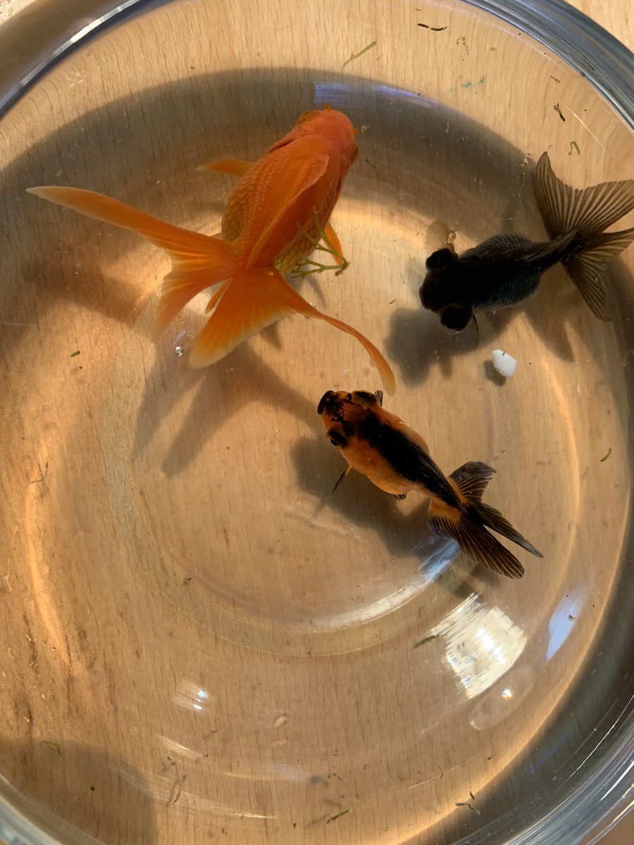 めっとこ 株式会社清州 公式 Iphoneの金魚さんの写真見ているけど金魚さんをカシャッ するの難しいなぁとつくづく この4枚はちなみに今年の一月末に始めてきためっとこの最初の金魚さん まだ来たての頃の4枚 琉金さんで名前は晴風だよ O めっとこ 株式会社清州 公式 Iphoneの金魚さんの写真見ているけど金魚さんをカシャッ するの難しいなぁとつくづく この4枚はちなみに今年の一月末に始めてきためっとこの最初の金魚さん まだ来たての頃の4枚 琉金さんで名前は晴風だよ O