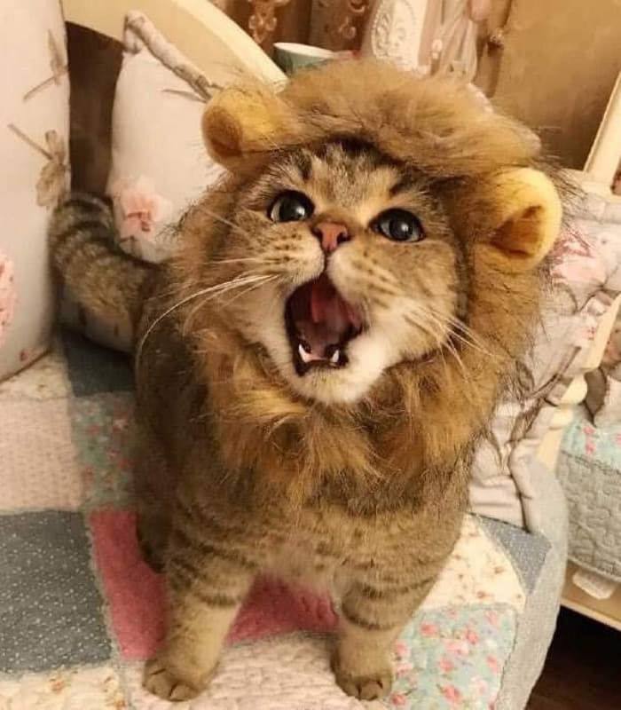 私はライオンだ