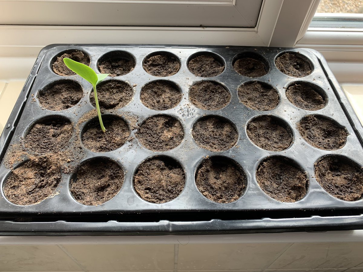 Be like my seeds and don’t leave your house unless you are a cucumber (key worker) #StayHomeSaveLives #seedling #COVID19 #SaturdayThoughts #lockdown