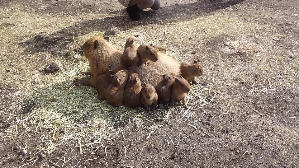 【伊豆アニマルキングダム】大量の子カピが可愛すぎる