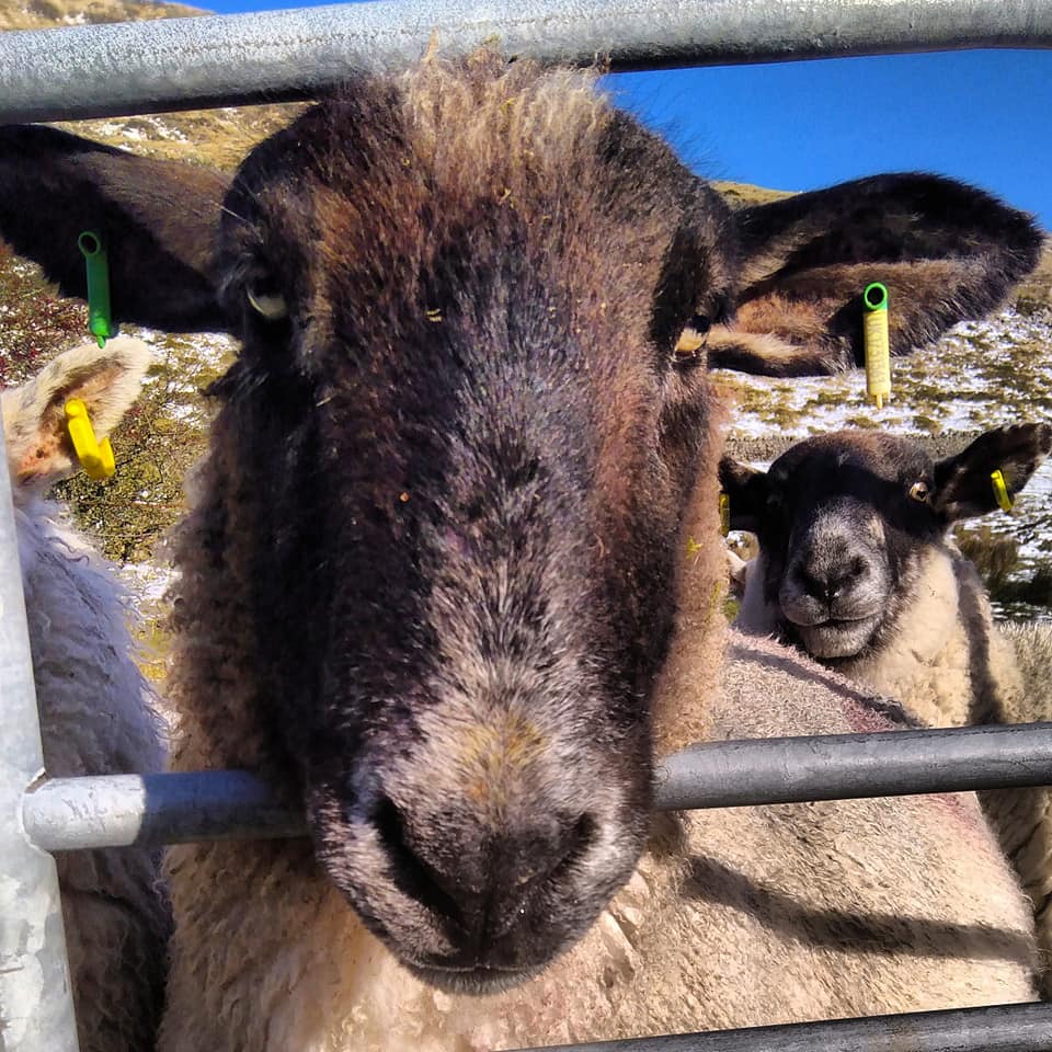 Beautiful Mourne Mountains, Co Down, N  #Ireland. Mournes are made up of 12 mountains with 15 peaks & include the famous Mourne wall (keeps sheep & cattle out of reservoir)! Area of Outstanding Natural Beauty. Partly  @NationalTrustNI.Daniel Mcevoy (with lovely cats!)  #caturday