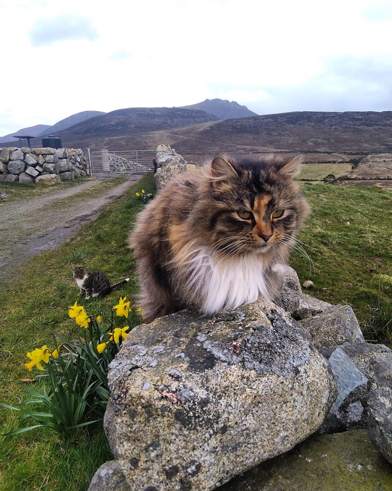 Beautiful Mourne Mountains, Co Down, N  #Ireland. Mournes are made up of 12 mountains with 15 peaks & include the famous Mourne wall (keeps sheep & cattle out of reservoir)! Area of Outstanding Natural Beauty. Partly  @NationalTrustNI.Daniel Mcevoy (with lovely cats!)  #caturday