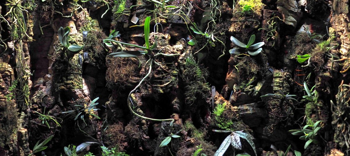 pumpkin_beth's tweet photo. Would you like to take a tour of the #Aerangis, #Amesiella & #Angraecum #plants that are growing inside my Rainforest #Terrarium? Visitors this way please...https://t.co/mN5Ogkdp25 #Orchids #Terrariums #Orchidarium #Vivarium #OrchidSpecies #Angraecoid #Indoors #Orchid #HousePlant https://t.co/b0gigYLzn8