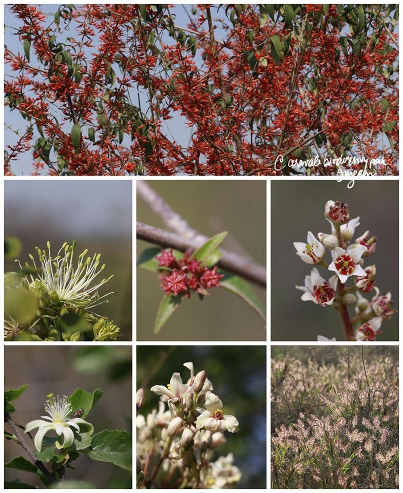 Native flowers in bloom in the Aravallis. Since most of the world is under #CoronaLockdown &amp; we cannot go to the forest, we will bring the beauty &amp; calm of the forest to you
#NatureHealing #AravalliBiodiversity #ProtectAravallis #AravalliBachao #WithdrawPLPAamendment #COVID19