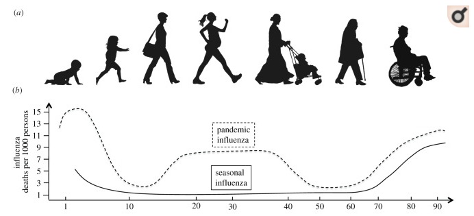 In most respiratory disease pandemics, both the very young and the very old are likely to die, resulting in a U-shaped function with age. The 1918 pandemic famously had a W-shaped function (where working-age adults also died). COVID19 is different: curve is flat at young ages. 5/