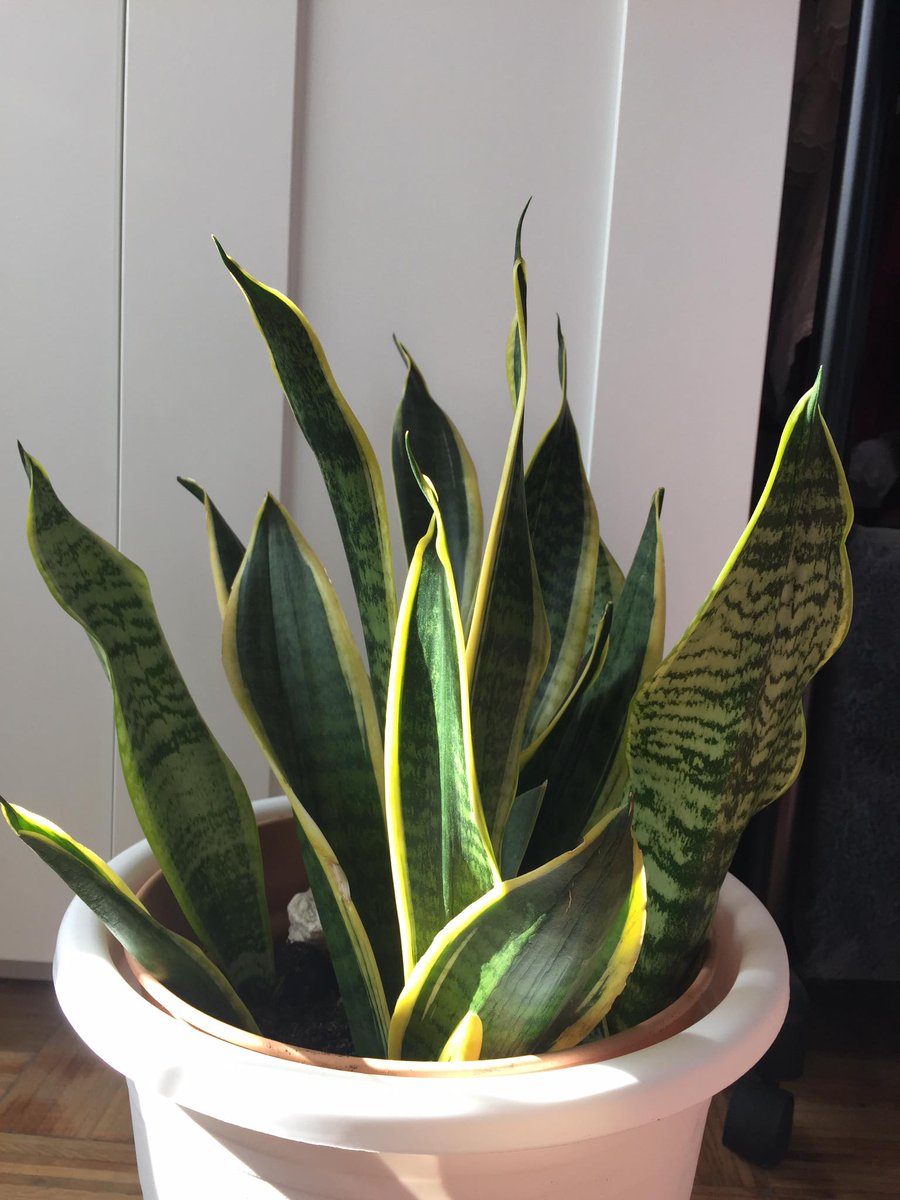 bk_l08's tweet photo. my snake plant 🐍🌱
#sanseviera #snakeplant #houseplant #plantlover #plantmom #indoorplant #houseplantlover #stayathome #quarantine #growth #beauty #plantcheck https://t.co/tO0XELpb4e