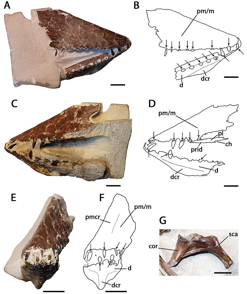  #Pterosaur of the day L: Lonchodraco (Lance Dragon). Named after its triangular head, Lonchodectes lived ~100 Ma in southern UK. Not much is known about this pterosaur besides the tips of its jaws, shown below (Rodrigues & Kellner 2013) 1/2