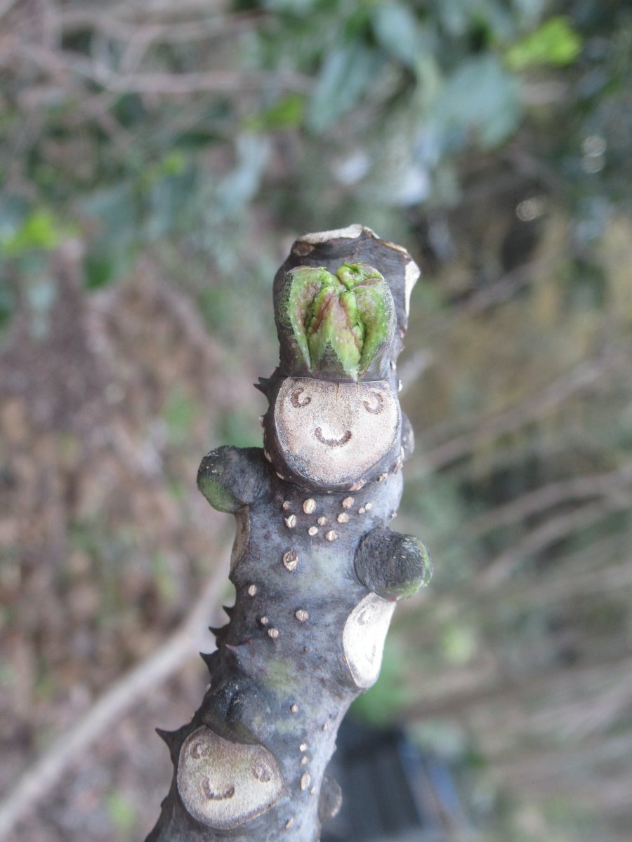 可愛いオモチャだと思ったら 芽吹いてきたカラスザンショウの木にこんな小さな王子様を発見 Togetter 可愛いオモチャだと思ったら 芽吹いてきたカラスザンショウの木にこんな小さな王子様を発見 Togetter