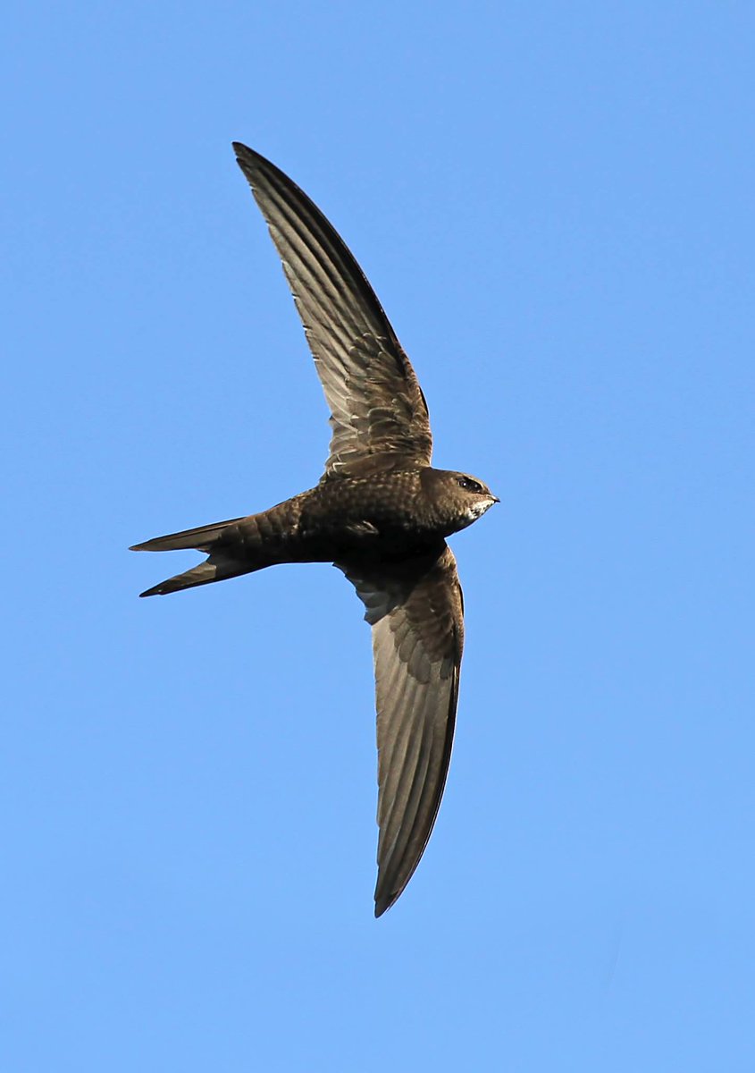 swiftsweek's tweet image. Whilst we are grounded, heartening to know the Swifts can still fly to us and right now we believe many will be heading West, across Africa in readiness for their journey North in the coming weeks..#Swifts 💚
