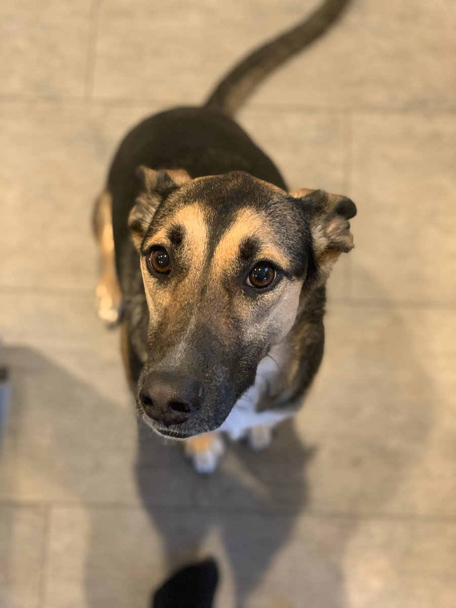 virginia_reed's tweet photo. good morning, vote #Toby2020 https://t.co/vqz1Mhpdd0