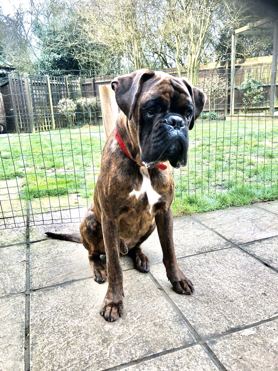 I actually think we are exercising more than normal,... home weight training and online fitness sessions.... going to have a super fit pooch too! He is happy. Honestly! #Boxers