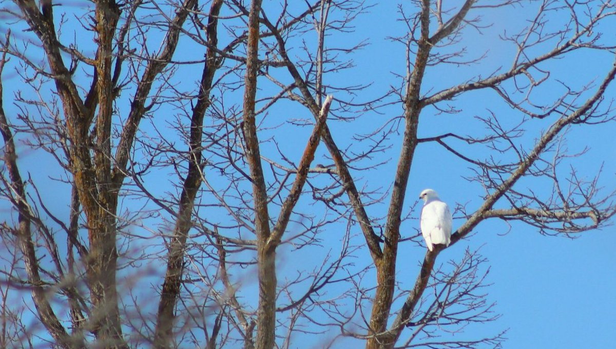 Locals have been seeing a white hawk in the area for the first time. Not sure if it’s leucistic or albino, but either way, symbolically a white hawk means it’s time to wake up, snap out of it, and talk to the gods and ancestors for answers. They’re waiting.

Photo by Tammy Reid.