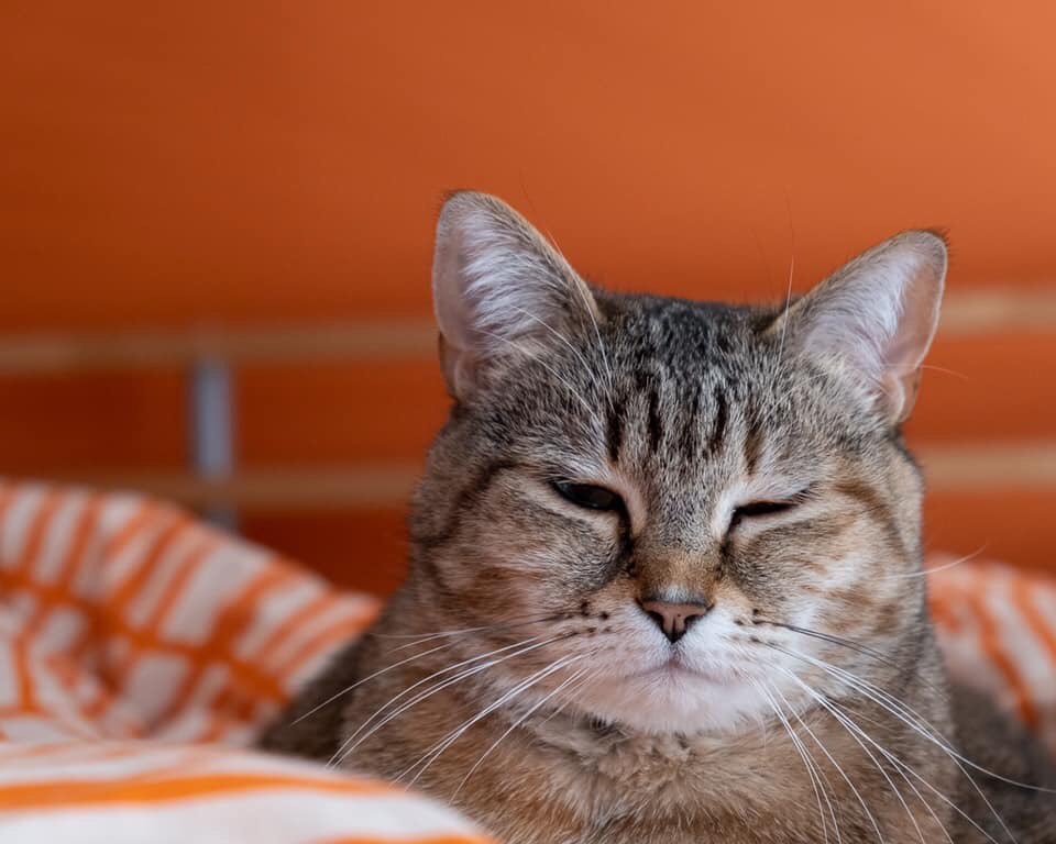 WalkieWalker's tweet photo. Happy Caturday!!! Here’s a pic of my Rolie ❤️ Stay safe and dry this rainy day. Hug your pets - they’re great stress relievers. #caturday #stayathome #furbaby #stressrelief #determineddragons #dmes https://t.co/p99NBW0PQs