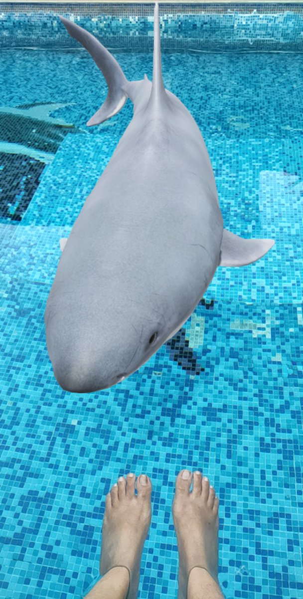 Haters may disbelieve that I've a great white shark pet in our swimming pool... But pictures don't lie!!!