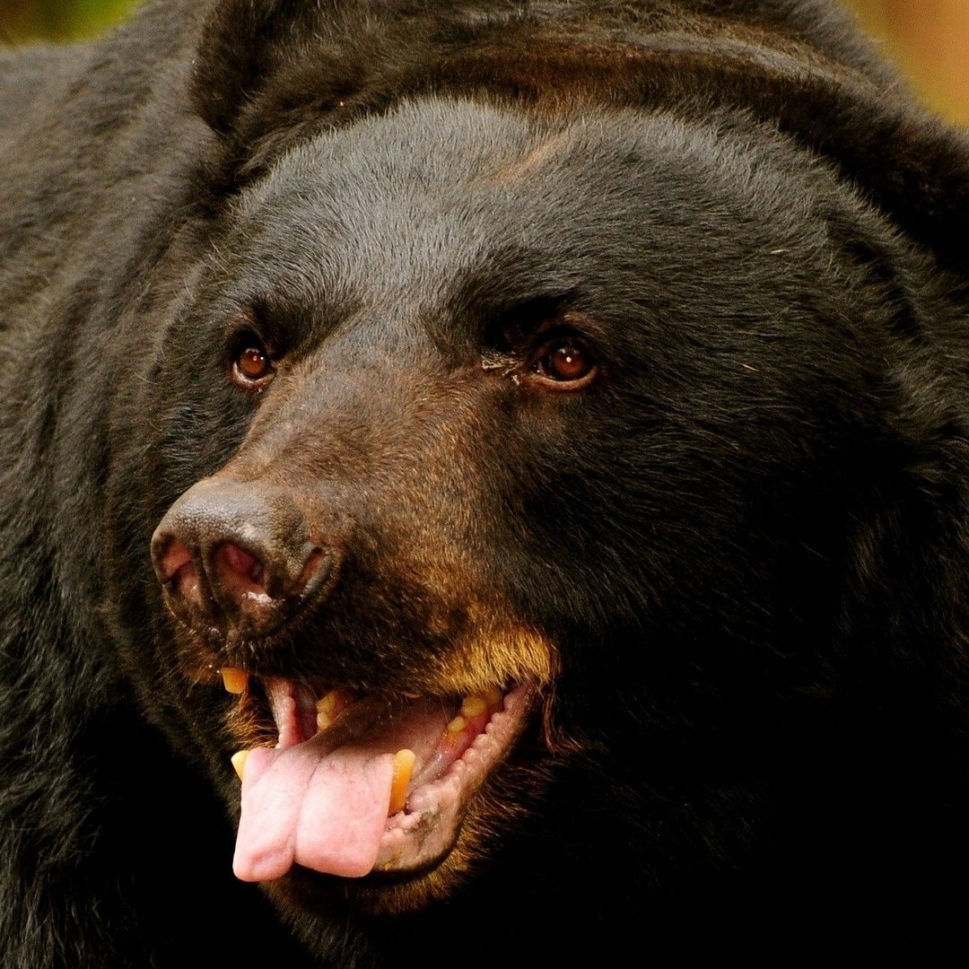 Supstreamers tweet media