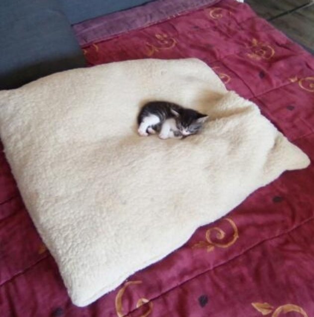 IsabelleVenier's tweet photo. #Mehow Ça fait 4 ans aujourd'hui que mon p'tit pépère est entré dans nos vies (1 jour avant mon anniv) !!! 🎉🎂😍🐱 #Jumper #HappyBirthday https://t.co/MWig8OdeqD