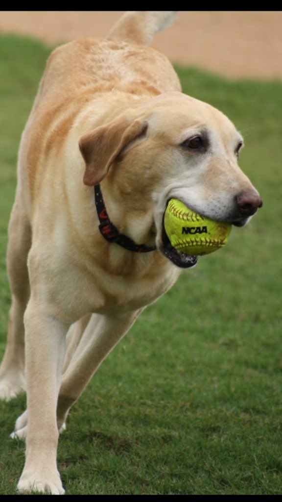 HCALionBaseball's tweet photo. It is with a heavy heart that we tell you our beloved Easton passed away yesterday. She was the sweetest dog you’ve ever been around. Enjoy all the baseball fields to run on in Heaven and baseballs to chase! We love you, Easton, and we will miss you dearly! https://t.co/D4KApI75JR